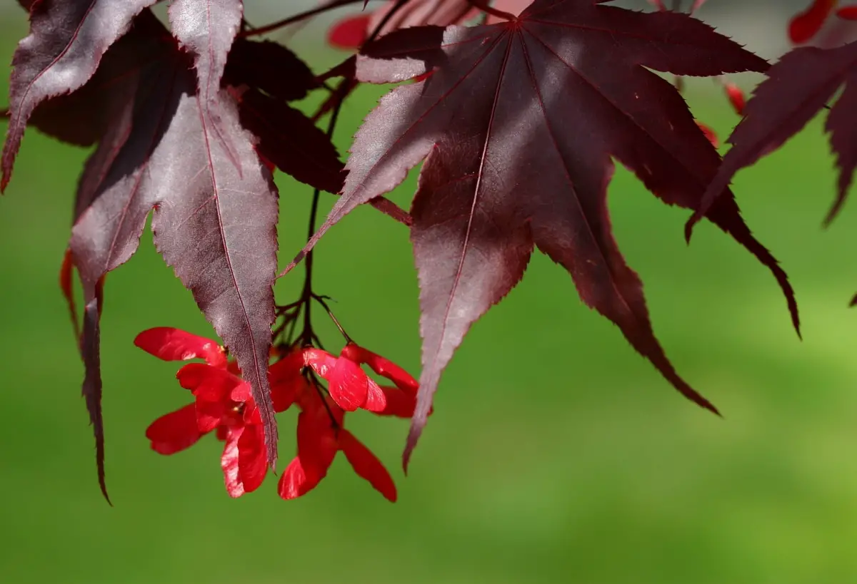 How to sow Japanese maple seeds?