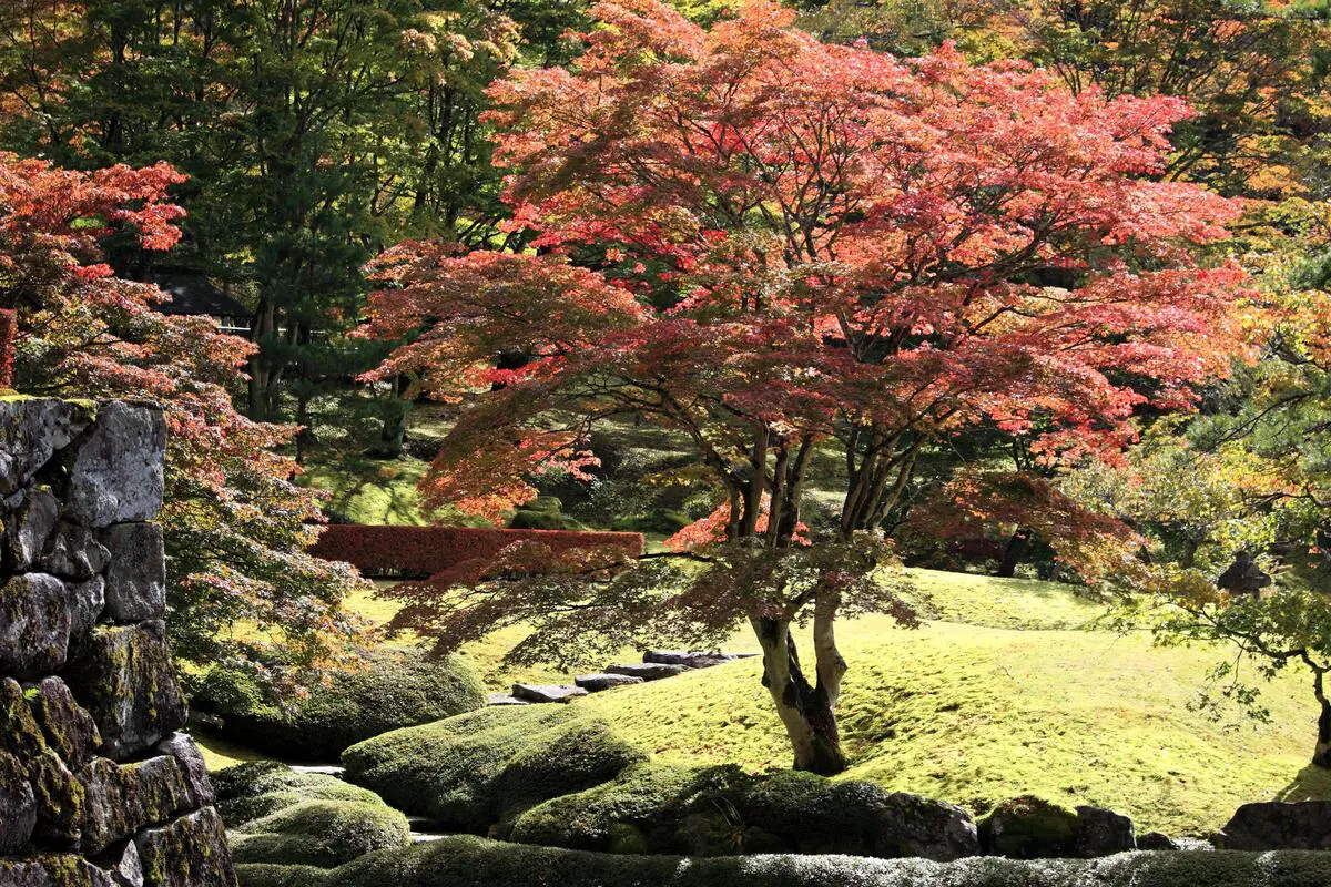How to care for a Japanese maple
