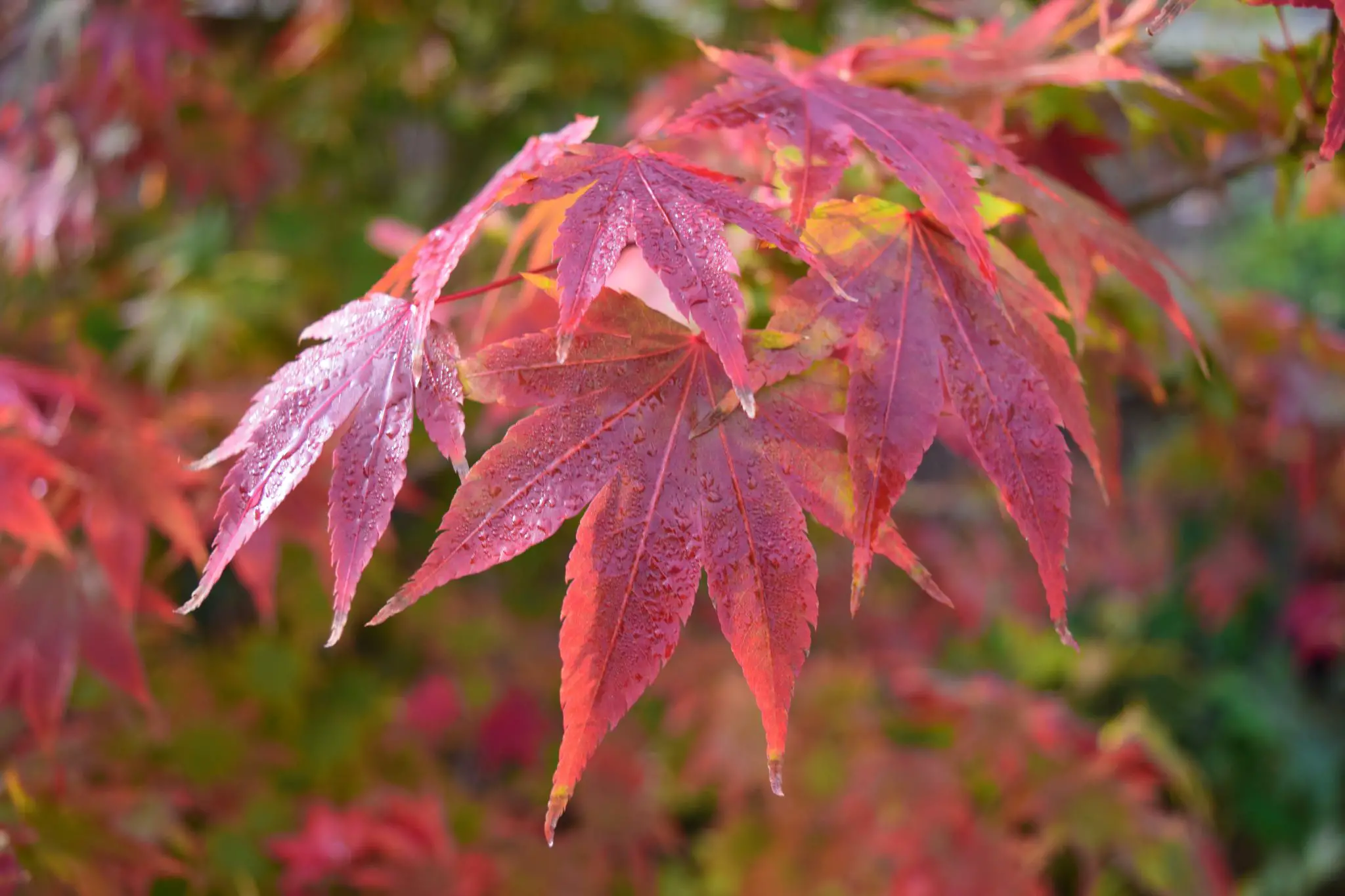 10 plants with red leaves to decorate your home or garden
