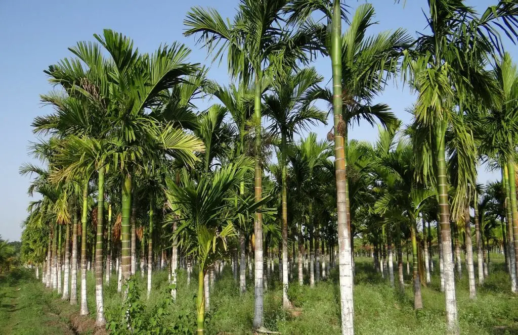 Areca palm trees