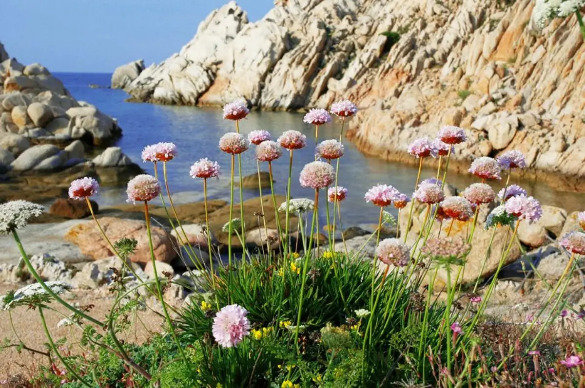 Armeria pungens: characteristics and care