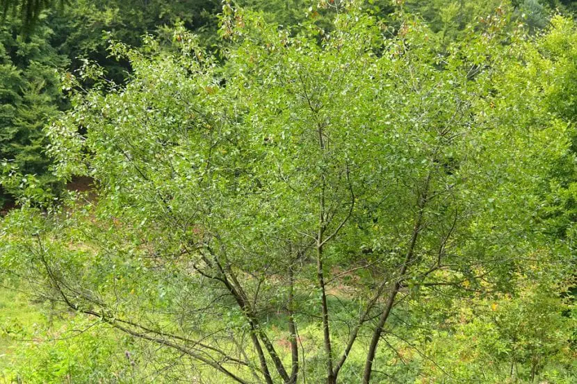 Buckthorn (Frangula alnus)