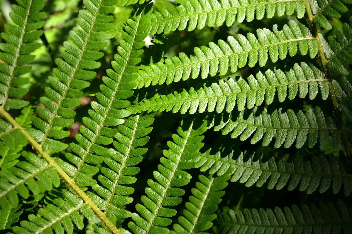 How are ferns of the genus Athyrium cared for?