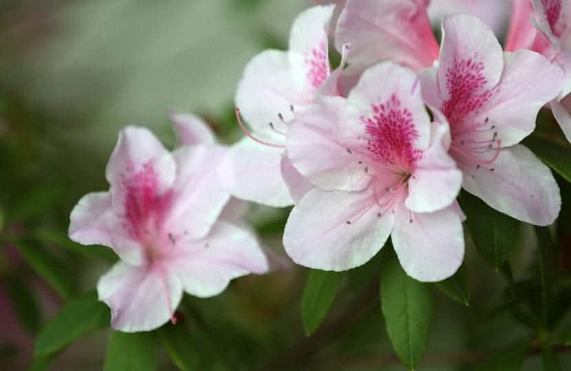 Azalea, the most ornamental flowering shrub