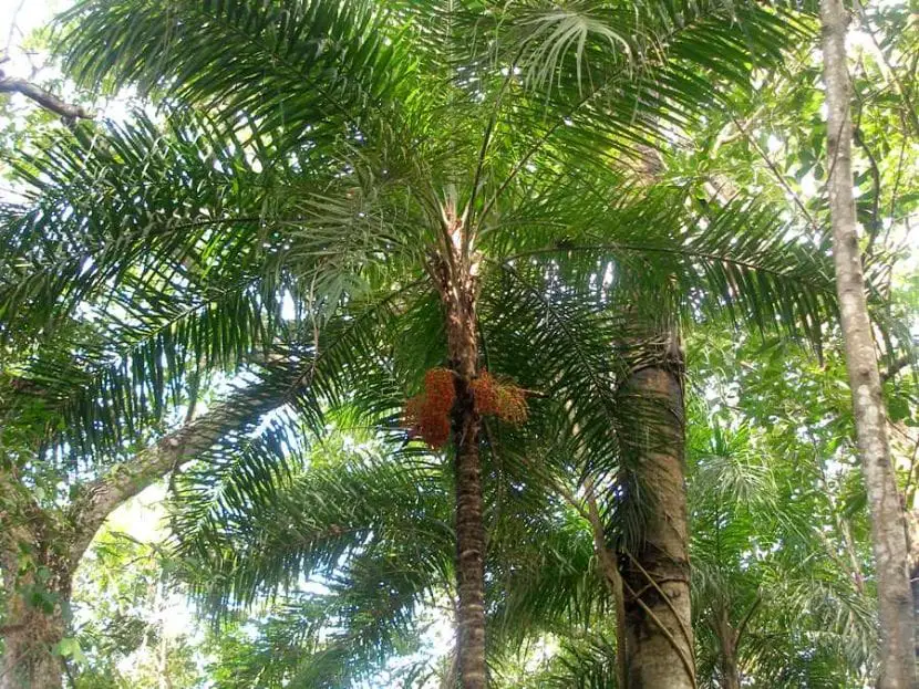 Bactris gasipaes, a very useful palm for humans