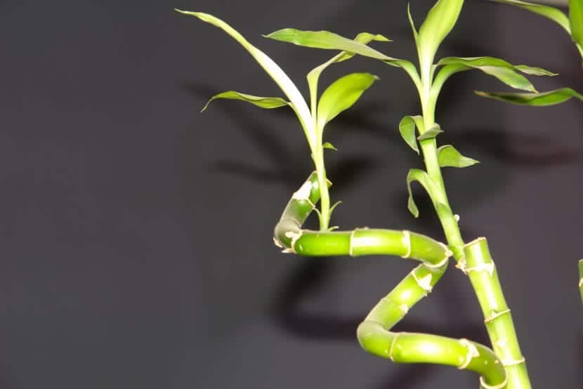 Caring for potted lucky bamboo