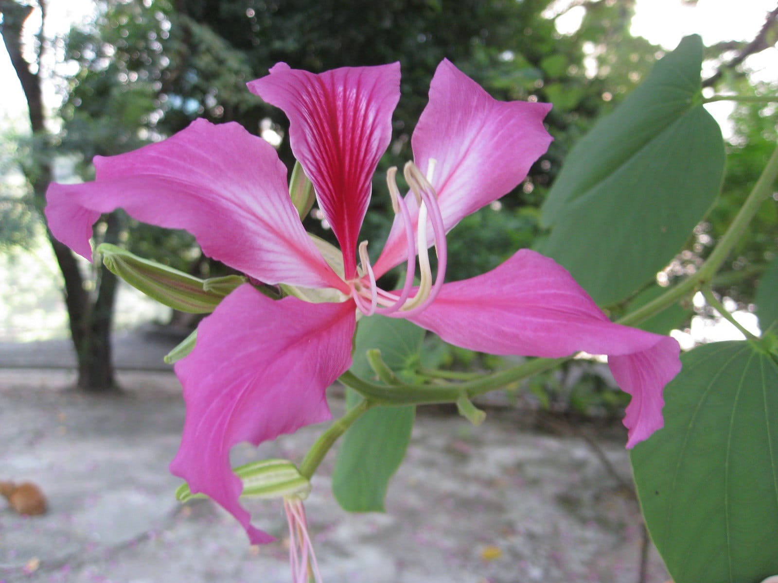 Decorate your garden with a Bauhinia or Cow leg