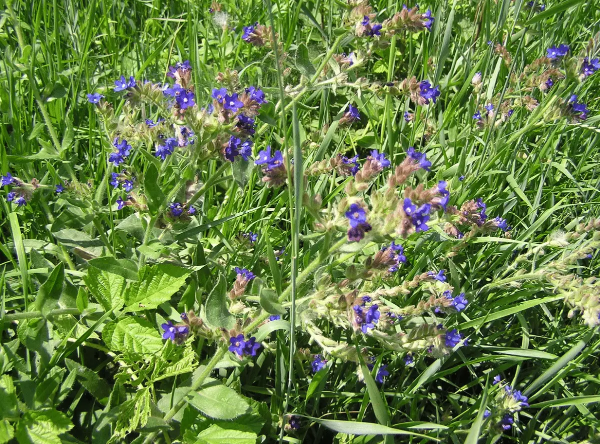 Anchusa officinalis: A pretty plant with beautiful flowers