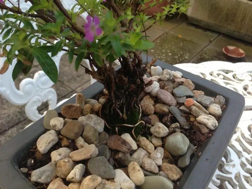 What is the best substrate for a bonsai