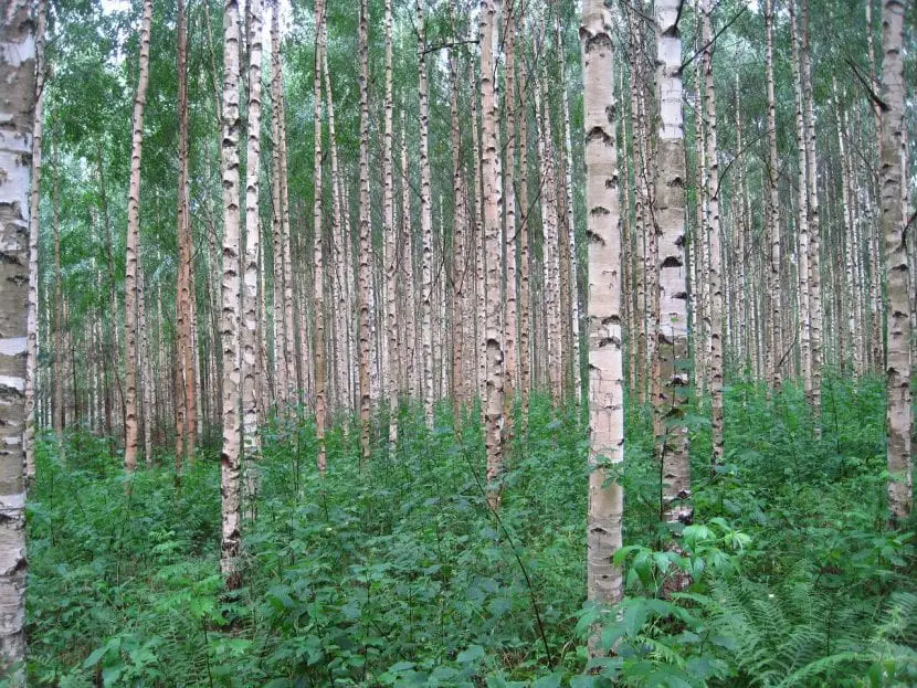 Birch, the most complete medicinal tree