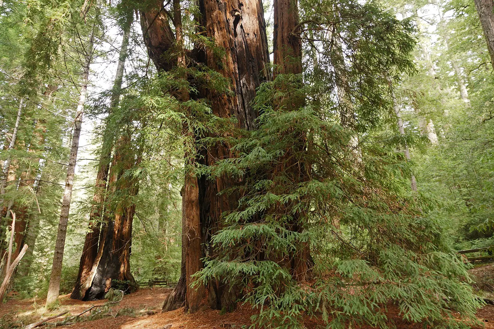 All about the redwood: characteristics, curiosities and more