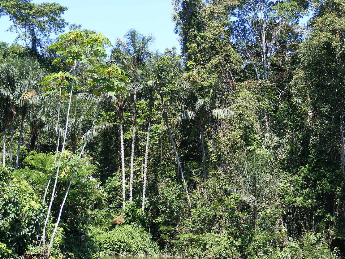 7 plants of the Amazon: characteristics and curiosities