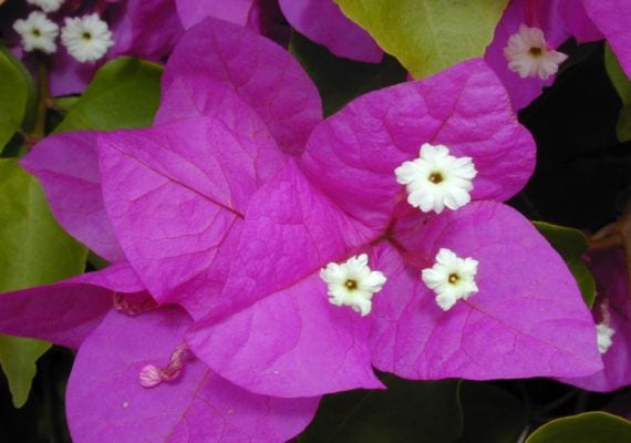 Getting to know the Bougainvillea, a spectacular flowering plant