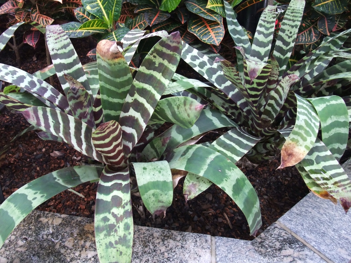 How is it and what are the care of the Vriesea splendens?