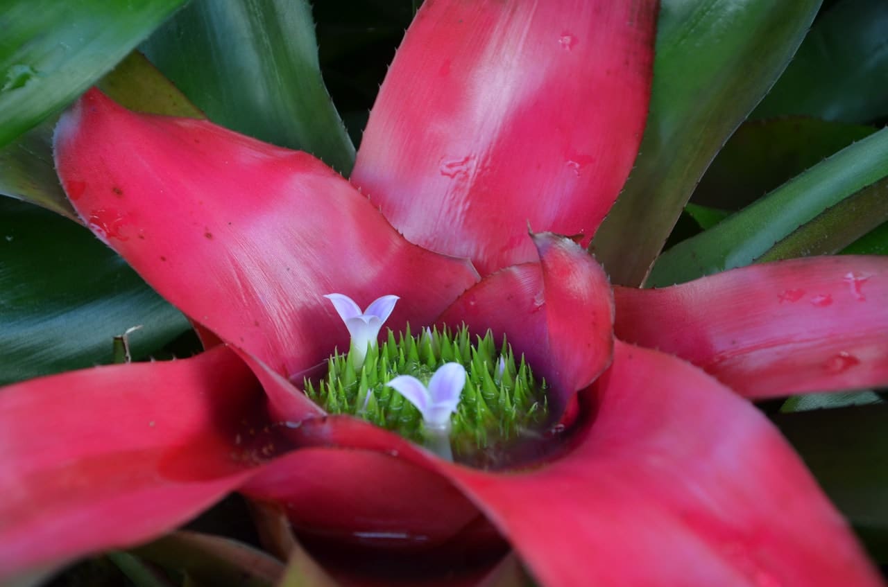 7 types of bromeliad to grow in gardens and homes