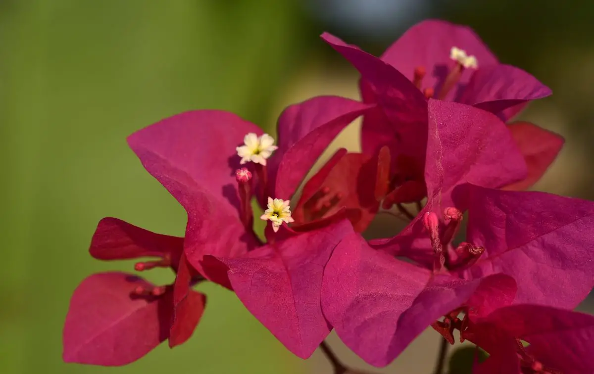 Bougainvillea: reproduction by cuttings, seeds and grafting