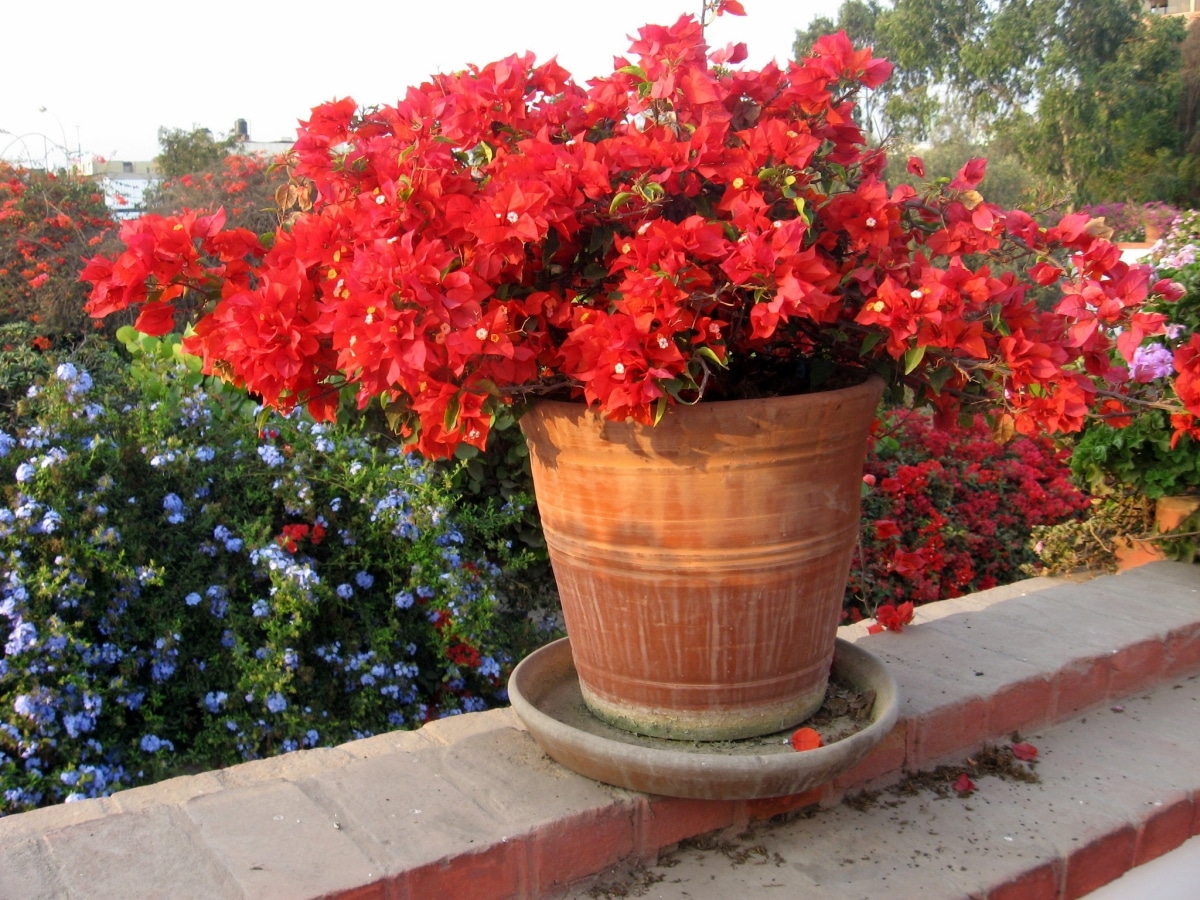 Can you have a bougainvillea in a pot?