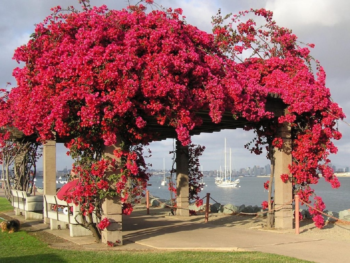 When to plant bougainvillea? Everything you need to know