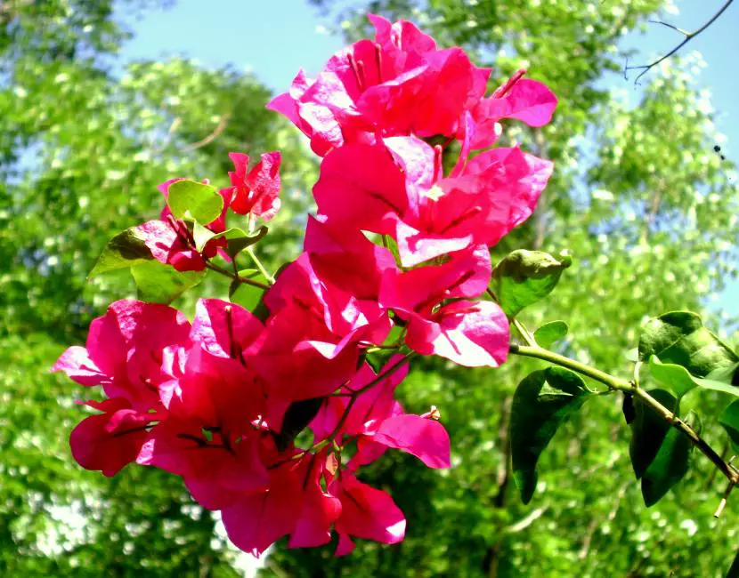 How to care for a bougainvillea