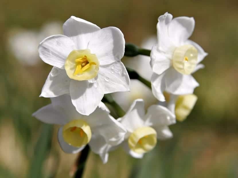 White jonquil (Narcissus triandrus)