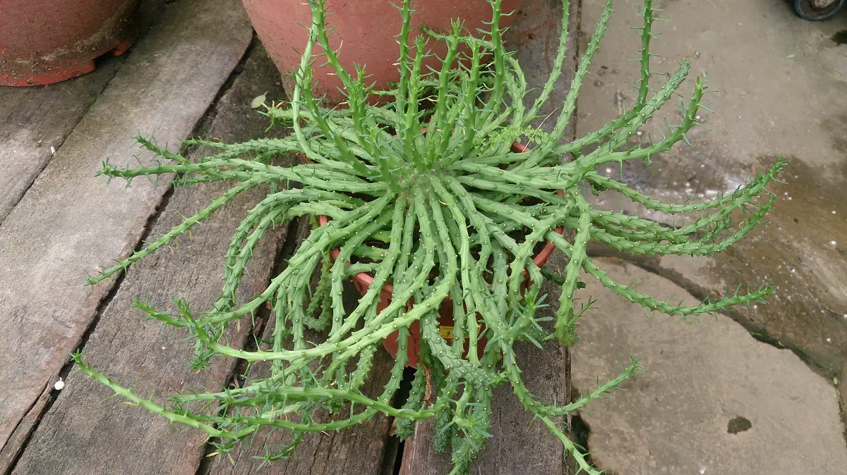 Euphorbia flanaganii: a plant that does not need much care