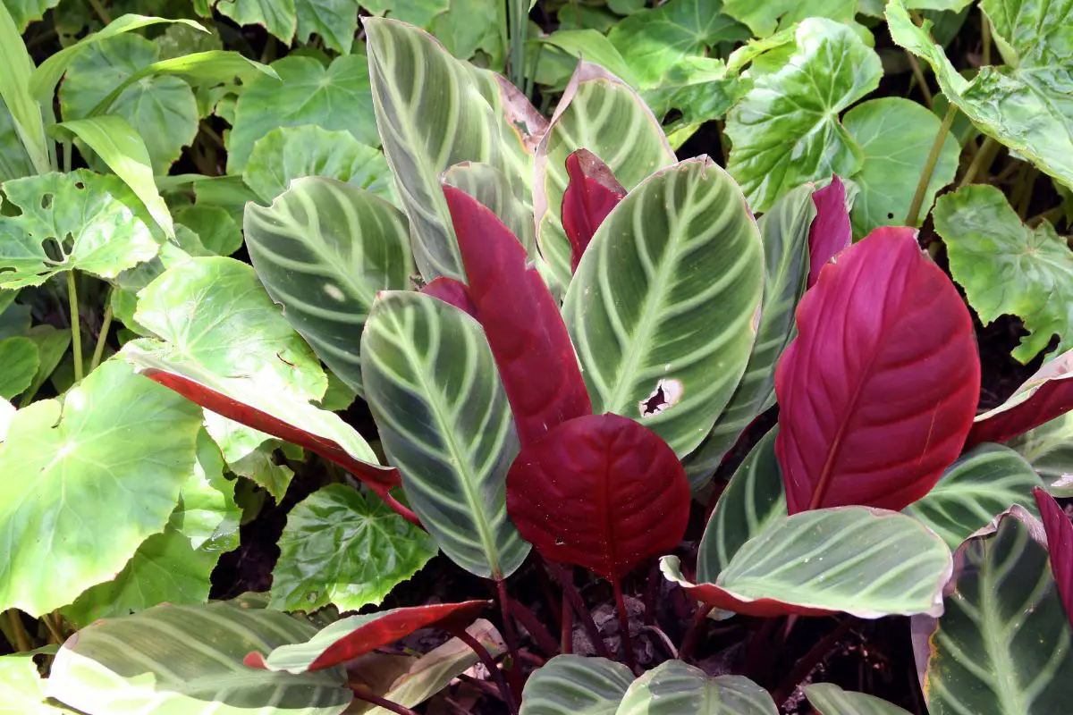 Calathea Care: Siting, Watering, Fertilizing and More