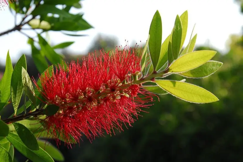 Callistemon citrinus or Pipe Cleaner, a very decorative plant