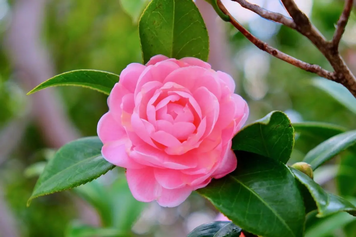 Pink Camellia: care, uses and more