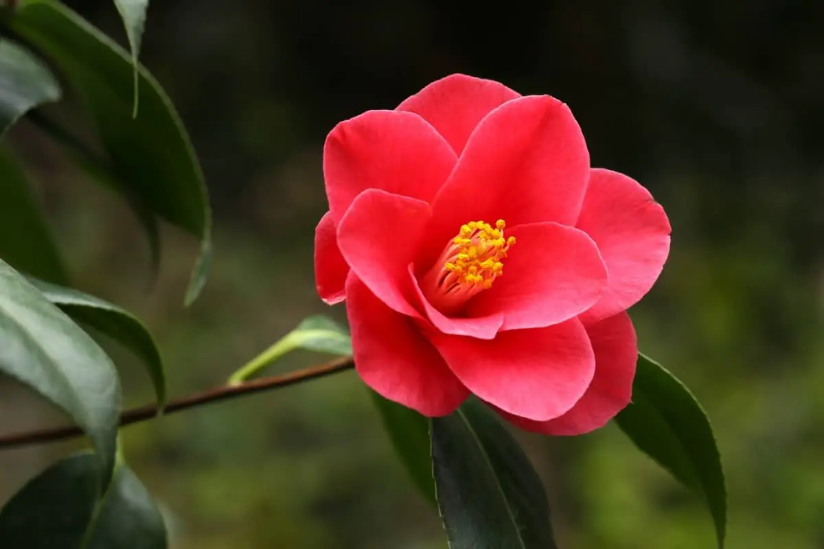 When do camellias bloom? | Gardening On