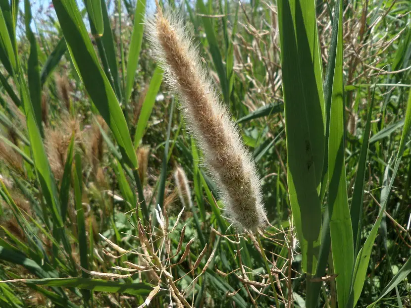 Timothy grass: A common grass in the pasture of animals