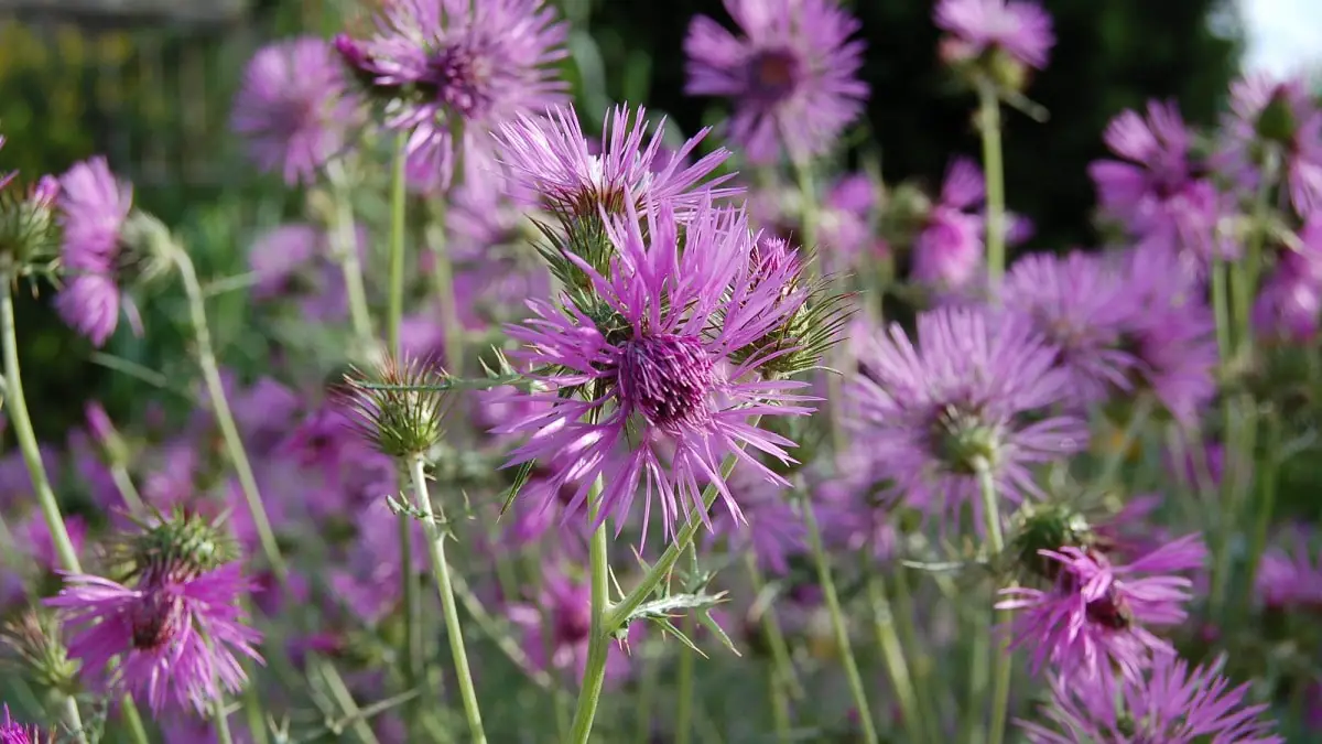 Galactites tomentosa: A plant with many medicinal uses