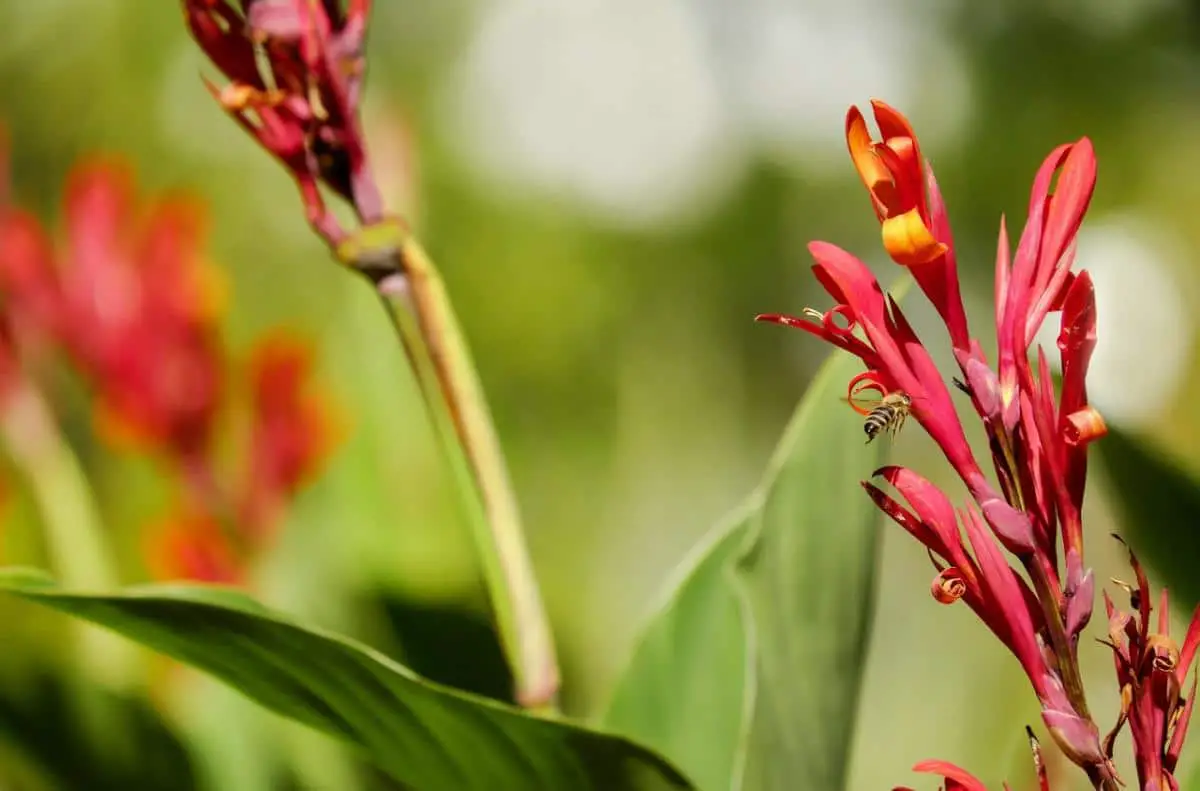 9 types of Canna for gardens or pots