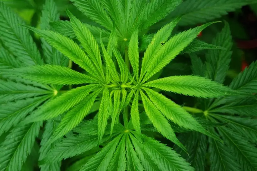Marijuana, planting and cultivation