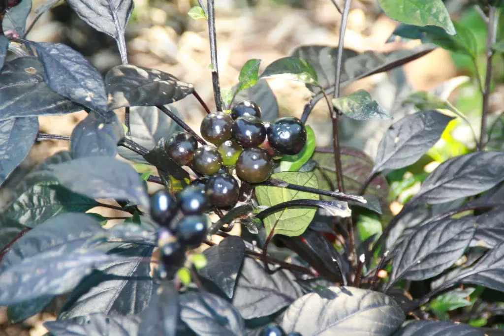 Meet the black pearl chili, a beautiful plant
