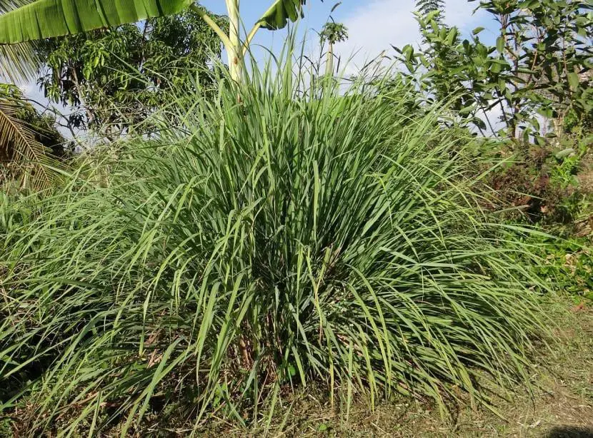 What are the care of the lemongrass plant?
