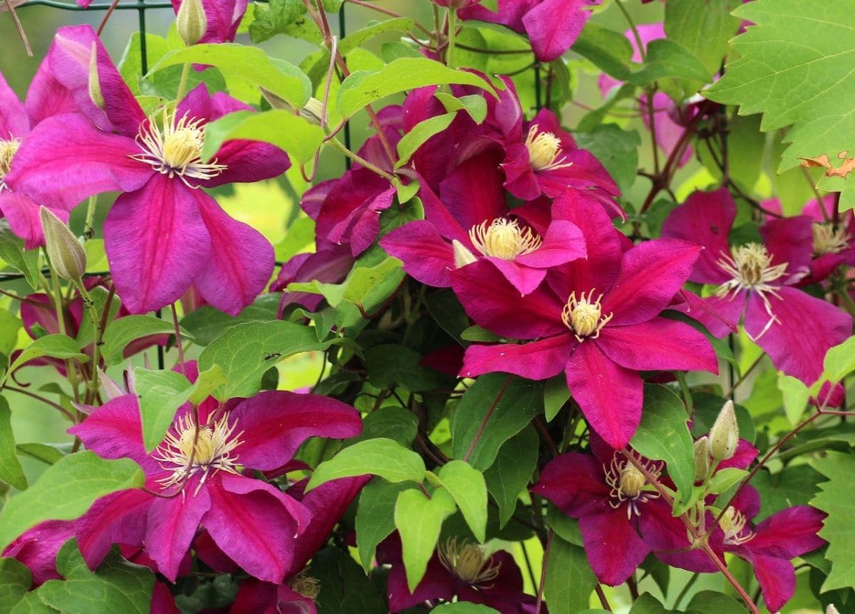Clematis Care Guide | Gardening On