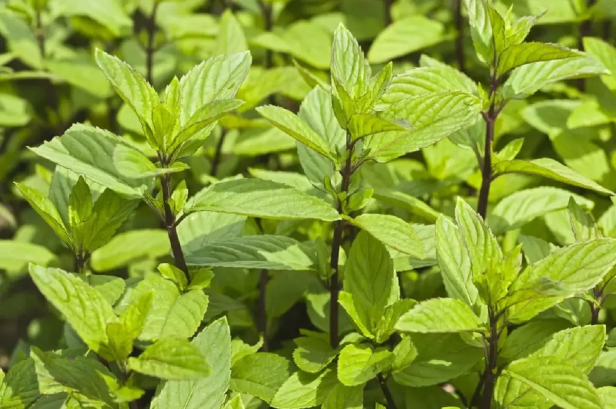 Chocolate mint (Mentha x piperita ‘Citrata’): cultivation and care