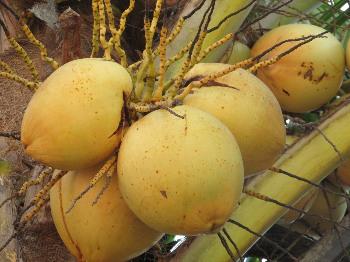 What types of coconuts are there and what are their uses?