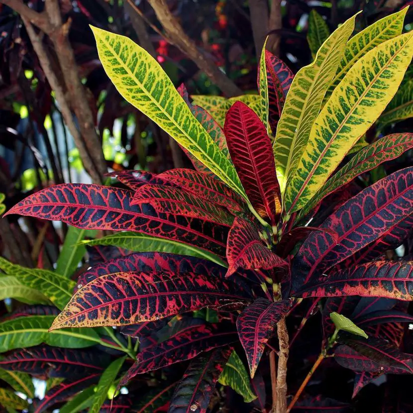 How to have a well-groomed croton