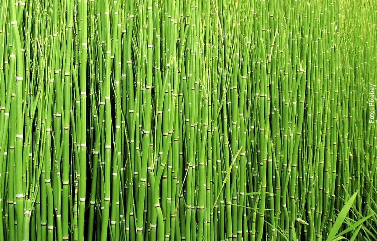 Horsetail Benefits for Plants: Tips and Tricks