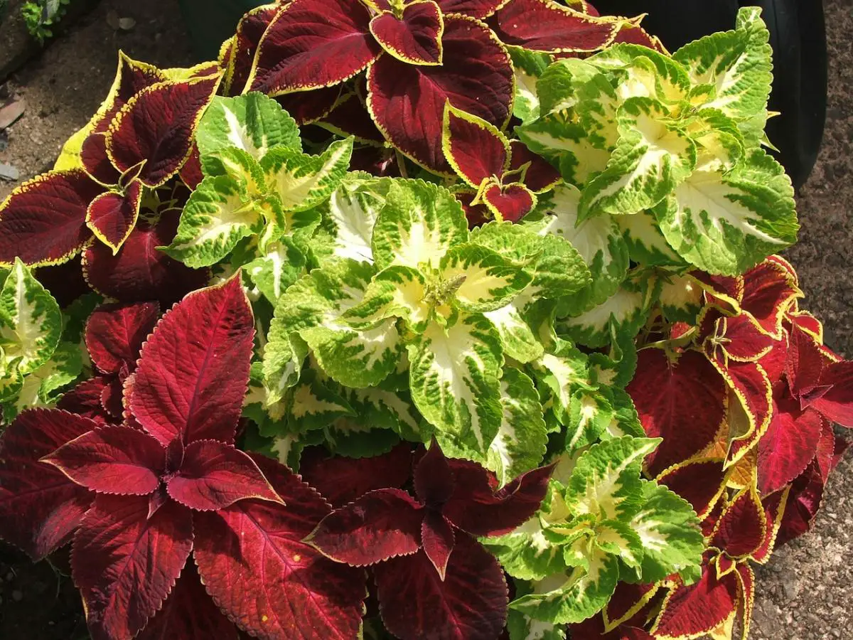 8 plants with colored leaves