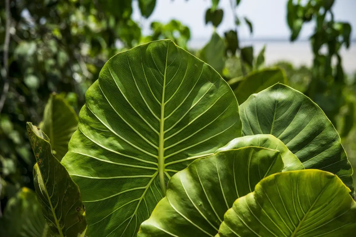 10 types of Colocasia, the most beautiful