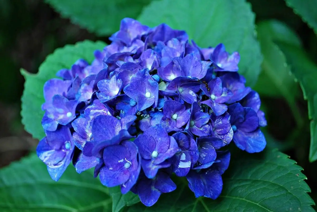 How to get blue hydrangeas: tips and tricks