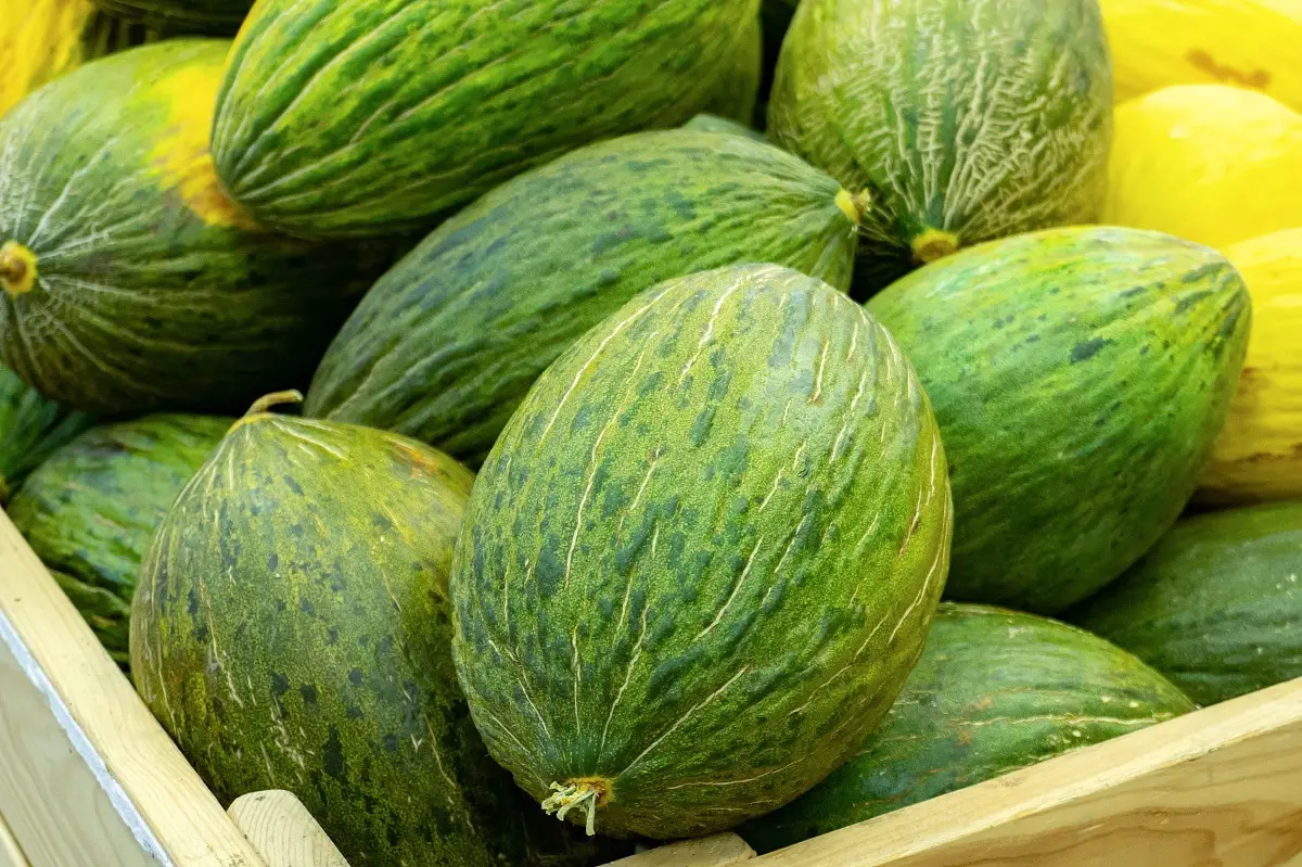 How to differentiate the male and female melon: the best tricks