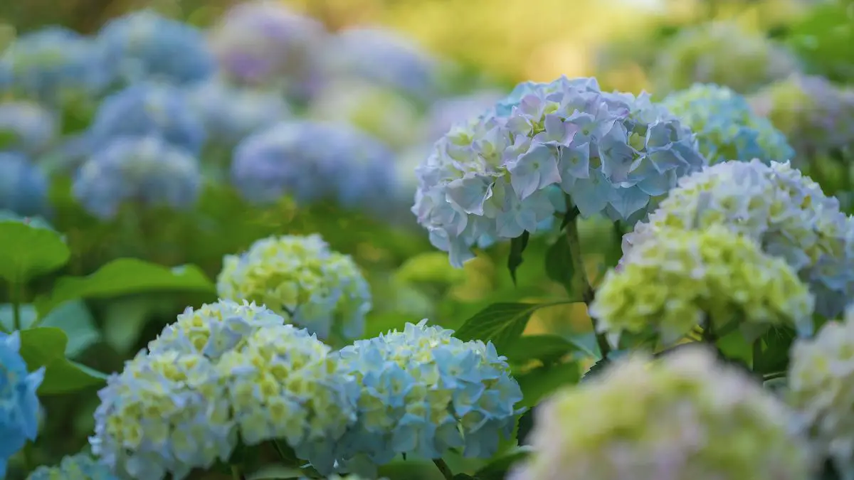 How to water a potted hydrangea