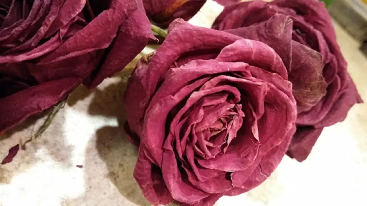How to dry a rose: step by step and what uses are given to them