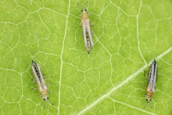 How to remove thrips from plants
