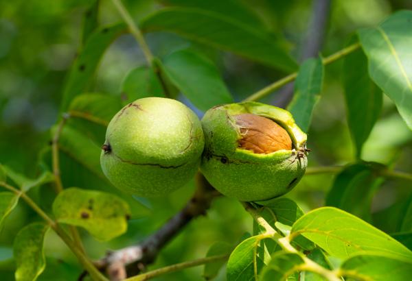 How to Plant a Walnut Tree – Complete Guide