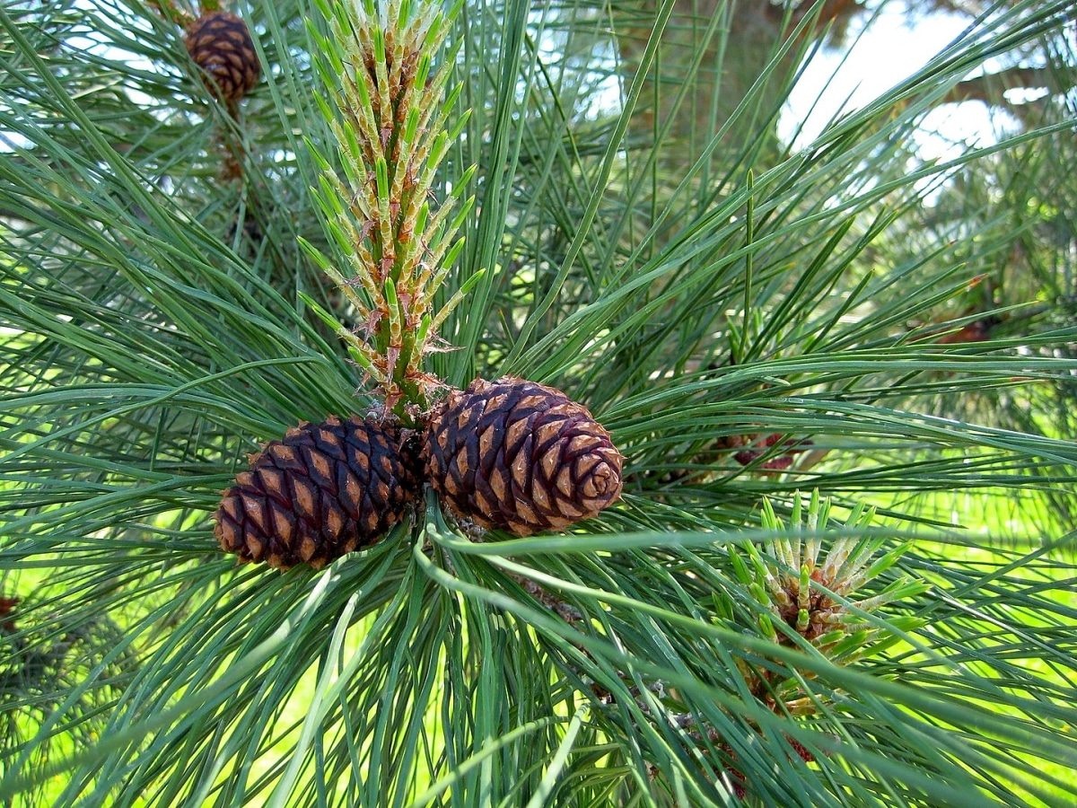 American royal pine (Pinus ponderosa), royal pine care guide