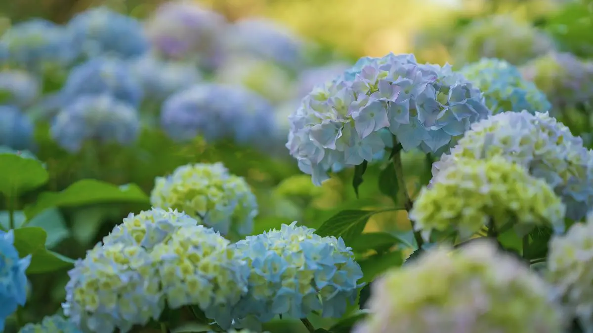 When and how to transplant hydrangeas